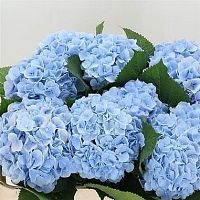 										Гортензия (Hydr) M Ch Verena Bl 60 cm									