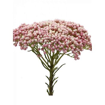 										Озотамнус (Ozoth) Cooks Tall Pink 60 Cm									