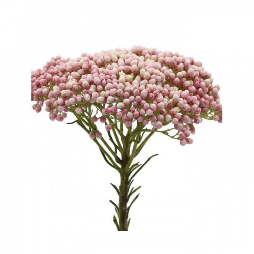 Озотамнус (Ozoth) Cooks Tall Pink 60 Cm Озотамнус (Ozoth) Cooks Tall Pink 60 Cm