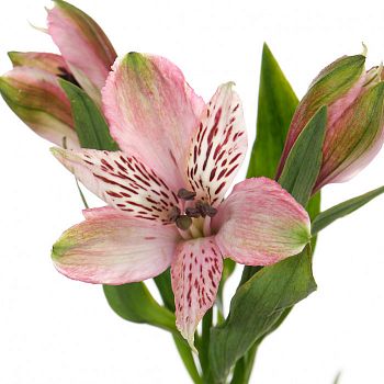 										Альстромерия (ALSTRO) PINK 70 Cm									