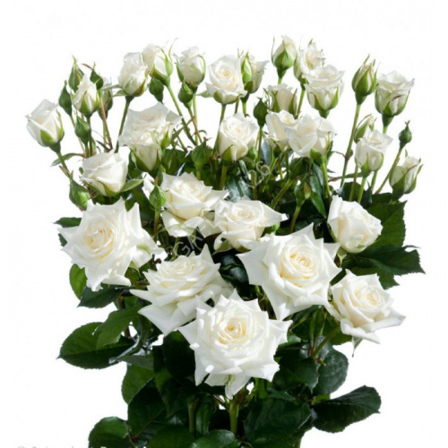 Роза куст (R) Tr Milky Way 50 Cm Роза куст (R) Tr Milky Way 50 Cm