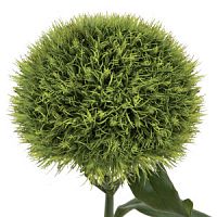 										Гвоздика (Di) Kiwi Mellow 60 Cm									