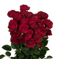 										Роза куст (R) Tr Red Trendsetter 60 Cm									