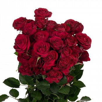 										Роза куст (R) Tr Red Trendsetter 60 Cm									