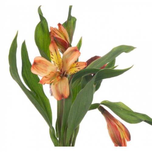 Альстромерия (ALSTRO) Orange 70 Cm Альстромерия (ALSTRO) Orange 70 Cm