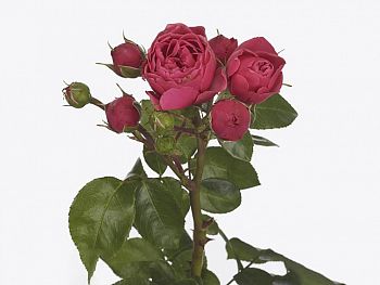 										Роза куст (R) Tr Magic Rokoko 50 Cm									