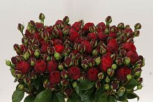 										Роза куст (R) Tr Royal Piano 60 cm									