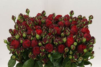 										Роза куст (R) Tr Royal Piano 60 cm									