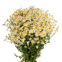 										Танацетум (Tana) Pa Single Vegmo 65 Cm									