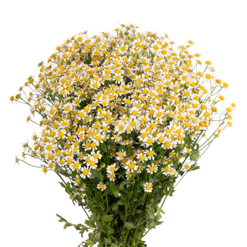 Танацетум (Tana) Pa Single Vegmo 65 Cm Танацетум (Tana) Pa Single Vegmo 65 Cm