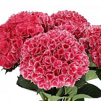 										Гортензия (Hydr) M Mag Ruby Glow 60 Cm									