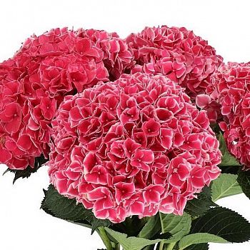 										Гортензия (Hydr) M Mag Ruby Glow 60 Cm									
