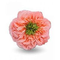 										Роза одног (Rosa) MANDARIN XPRESSION 60 Cm									