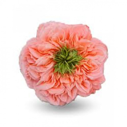 Роза одног (Rosa) MANDARIN XPRESSION 60 Cm Роза одног (Rosa) MANDARIN XPRESSION 60 Cm