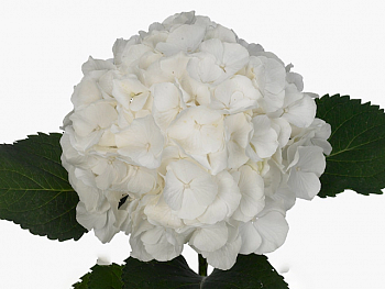 										Гортензия (Hydr) M Ch Whi Verena 80 Cm									