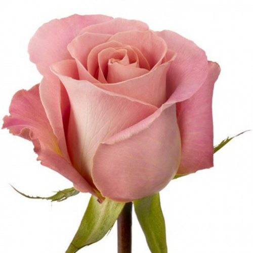 Роза одног (Rosa) HERMOSA 50 Cm Роза одног (Rosa) HERMOSA 50 Cm