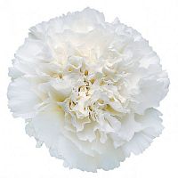 										Гвоздика одног (Di) CARN WHITE 70 Cm									