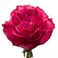 										Роза одног (Rosa) COUNTRY BLUES 50 Cm									