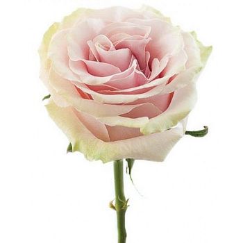 										Роза одног (Rosa) PINK MONDIAL 50 Cm									