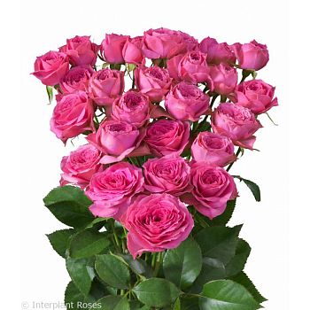 										Роза куст (R) Tr Pink Bijoux 60 Cm									