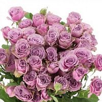 										Роза куст (R) Tr Purple Sky 60 Cm									