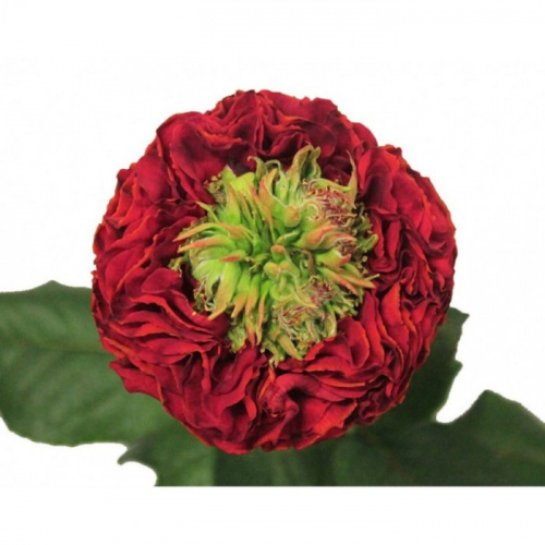 Роза одног (Rosa) RED EYE 50 Cm Роза одног (Rosa) RED EYE 50 Cm