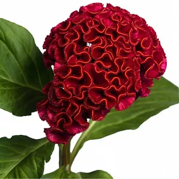 										Целозия (Cel) C Act Dara 72 Cm									