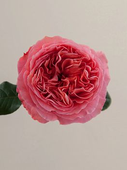 										Роза одног (Rosa) CANDY XPRESSION 50 Cm									