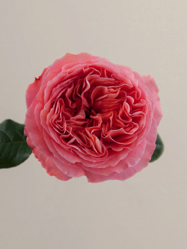 Роза одног (Rosa) CANDY XPRESSION 50 Cm