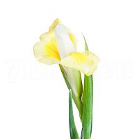 										Ирис (Iris) Apollo 65 Cm									